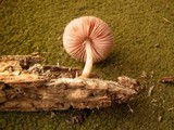 Pluteus plautus image