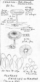 Pluteus plautus image