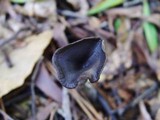Pseudoclitocybe cyathiformis image