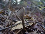 Pseudoclitocybe cyathiformis image