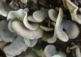 Omphalotus nidiformis image
