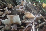 Omphalotus nidiformis image