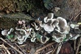 Omphalotus nidiformis image