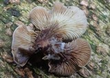 Omphalotus nidiformis image