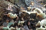 Omphalotus nidiformis image