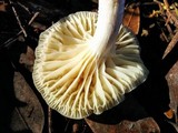 Cuphophyllus virgineus image
