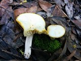 Cuphophyllus virgineus image