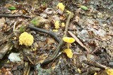 Ramaria formosa image