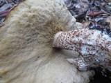 Leccinum manzanitae image