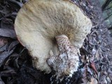 Leccinum manzanitae image