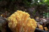 Ramaria formosa image