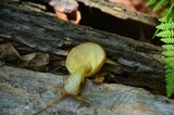 Tricholomopsis sulphureoides image