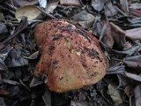 Leccinum manzanitae image