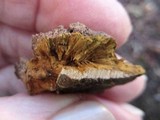 Phellinus gilvus image
