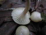 Hygrocybe russocoriacea image
