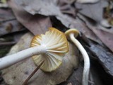 Hygrocybe russocoriacea image