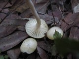 Hygrocybe russocoriacea image