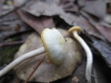 Hygrocybe russocoriacea image
