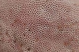 Fomitopsis cajanderi image