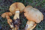 Gymnopilus ventricosus image