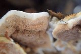 Gloeoporus dichrous image