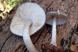Pluteus exilis image