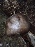 Pluteus exilis image