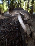 Pluteus exilis image
