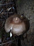 Pluteus exilis image