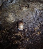 Pluteus exilis image