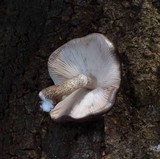 Pluteus exilis image