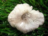 Pluteus petasatus image