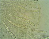 Microglossum viride image