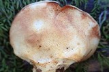 Postia fragilis image