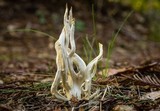 Clavulina rugosa image