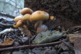 Psathyrella piluliformis image