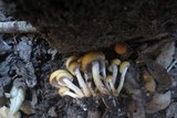 Psathyrella piluliformis image