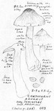 Cortinarius anomalus image