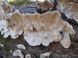 Xylobolus subpileatus image