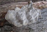 Xylobolus subpileatus image