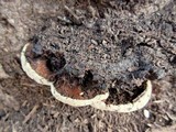 Ganoderma lobatum image