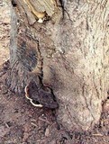 Ganoderma lobatum image