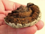 Ganoderma lobatum image