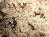 Ganoderma lobatum image