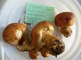 Cortinarius subvalidus image