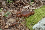 Lyophyllum decastes image