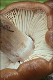 Lyophyllum decastes image
