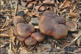 Lyophyllum decastes image
