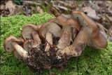 Lyophyllum decastes image