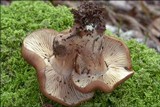 Lyophyllum decastes image